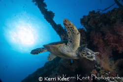 Early morning dive on the Carnatic with a turtle about to... by Kerri Keet 